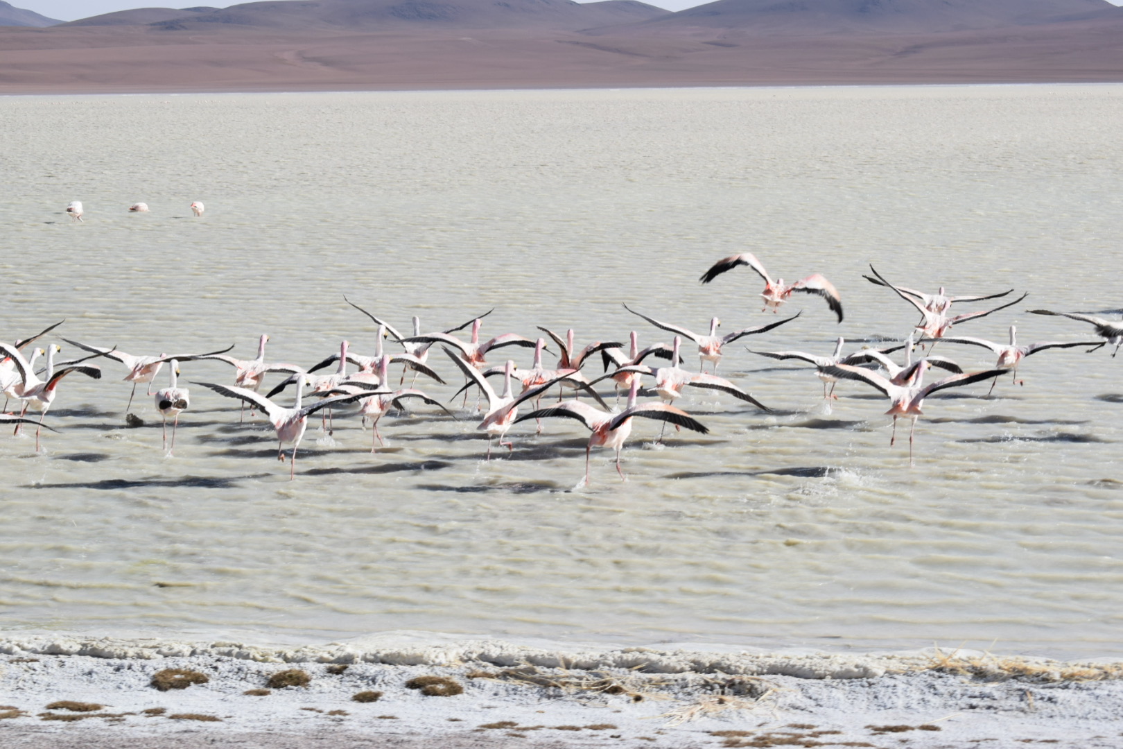Uyuni Salt Flats